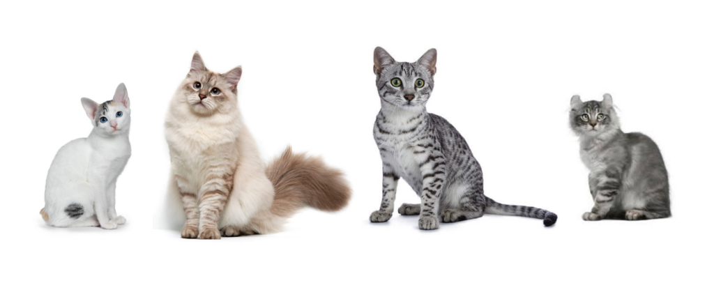 Explore a variety of cat breeds, from fluffy longhairs to sleek shorthairs, and discover the unique characteristics that make each feline breed special.