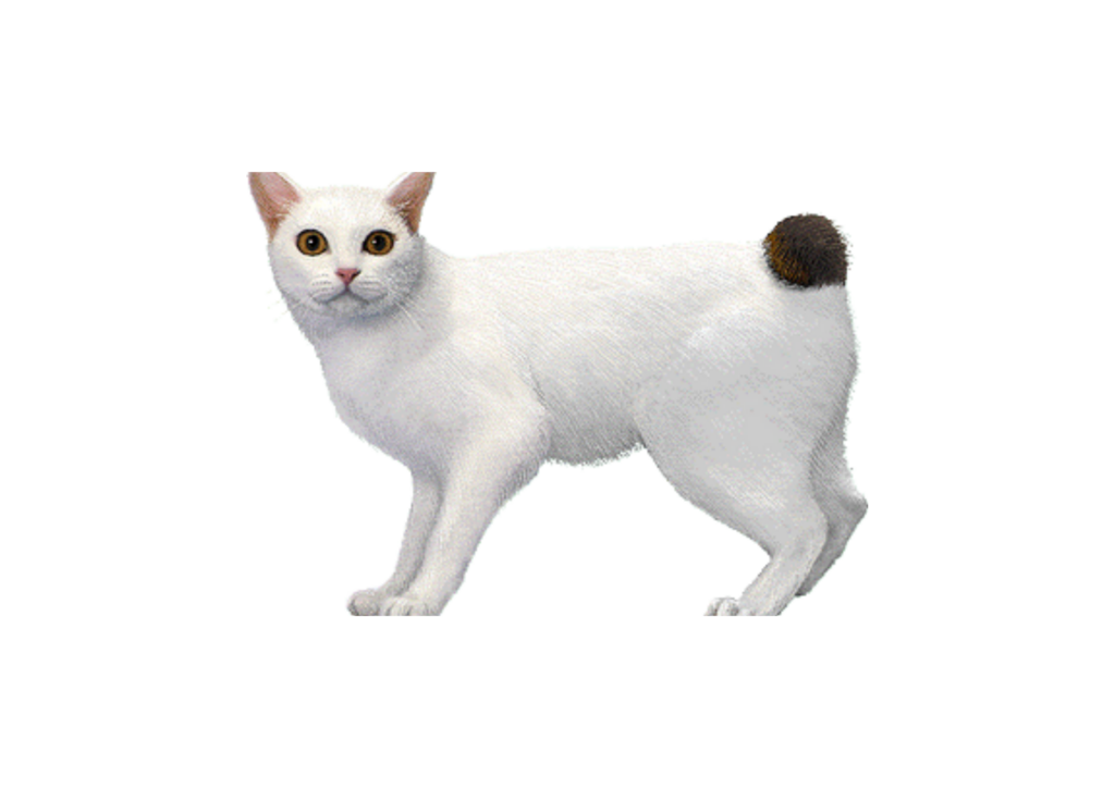 An adorable small cat with big round eyes, perched playfully on a cushion, its petite frame exuding charm and curiosity.