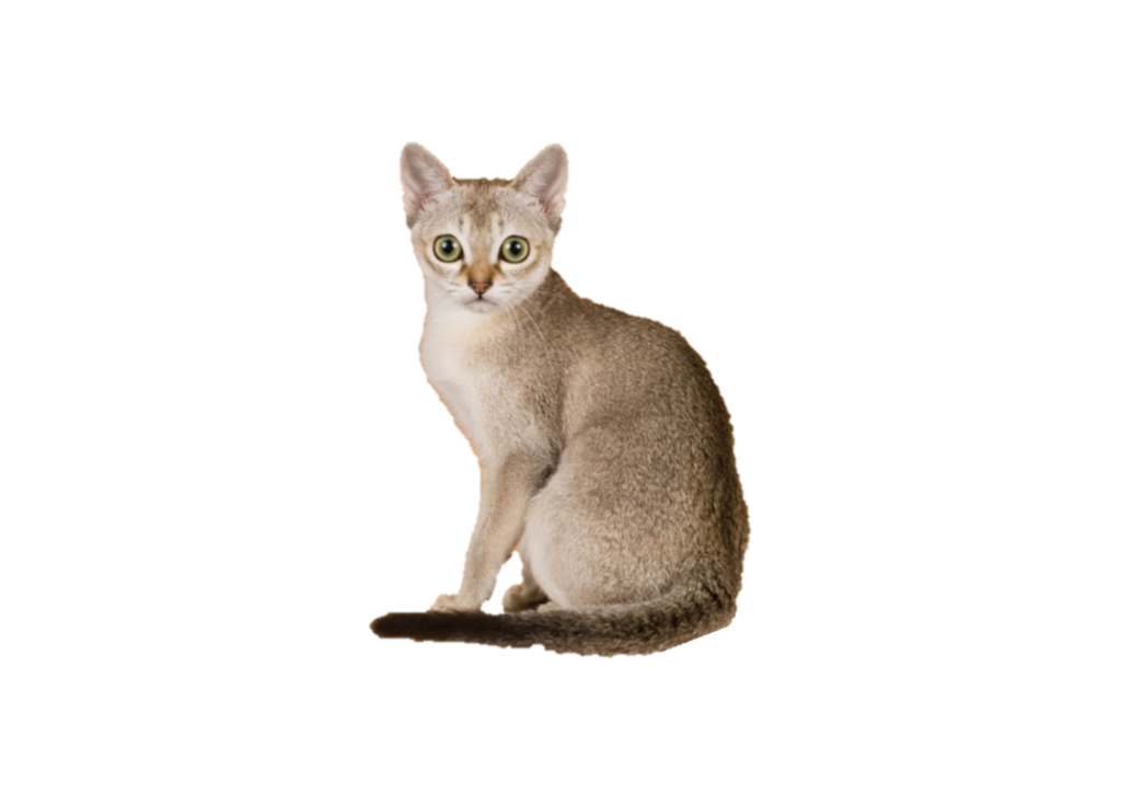 A small cat with a sleek coat and bright eyes, sitting gracefully and looking directly at the camera.
