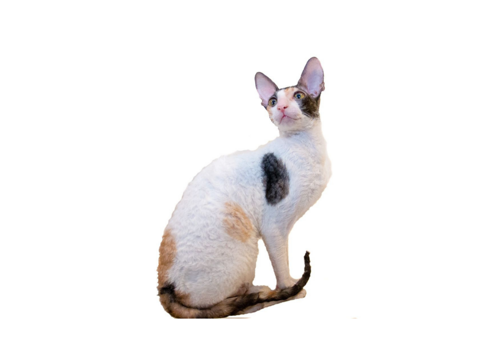 An adorable small cat with a curious expression, sitting gracefully with its petite frame, showcasing its endearing charm and compact size.