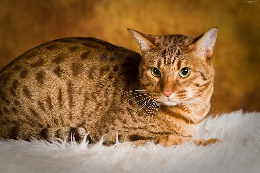 Ocicat Cat Breed: Unveiling the Characteristics & Information