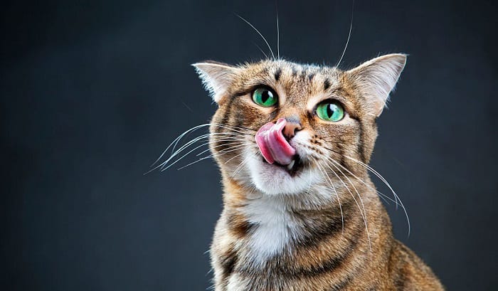 A close-up image of a cat delicately licking its paw, showcasing its meticulous grooming habits.