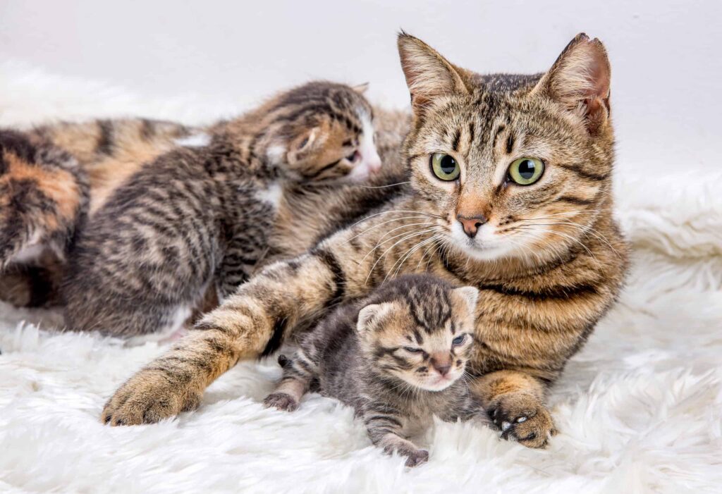 An image illustrating the stages of feline pregnancy, including a pregnant cat and gestation period, essential for understanding cat reproduction.