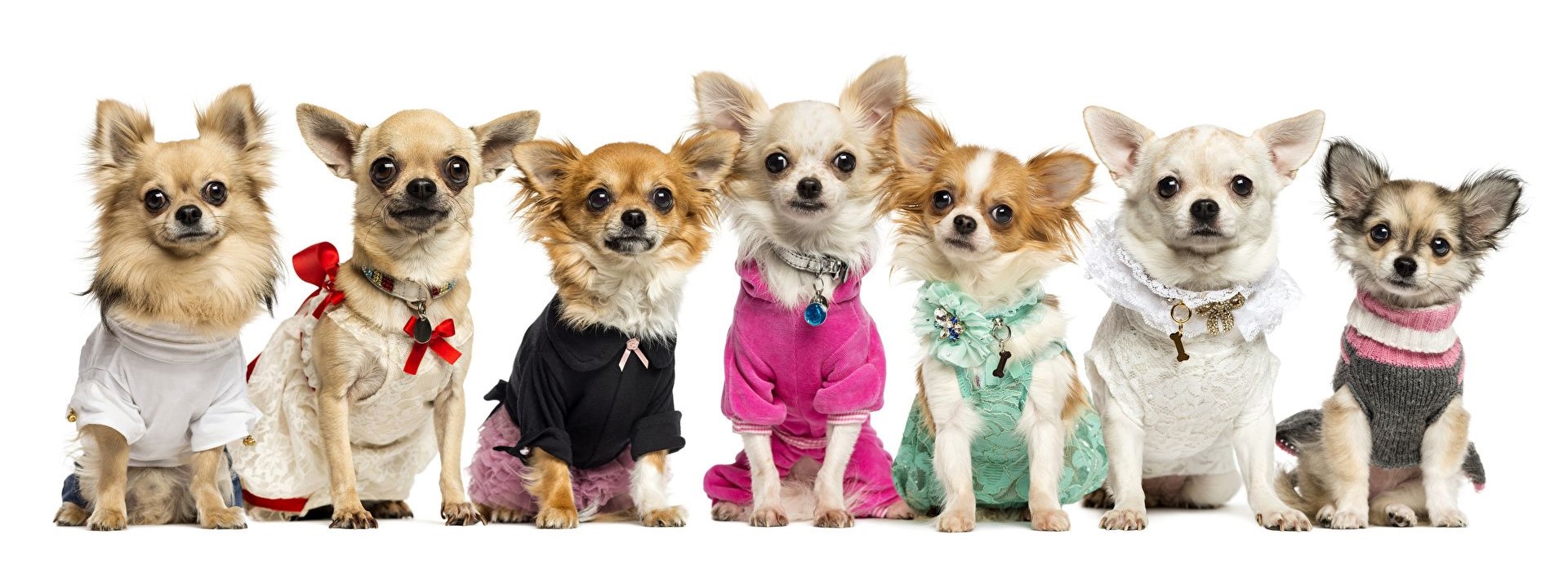 Training Your Chihuahua: The Complete Guide