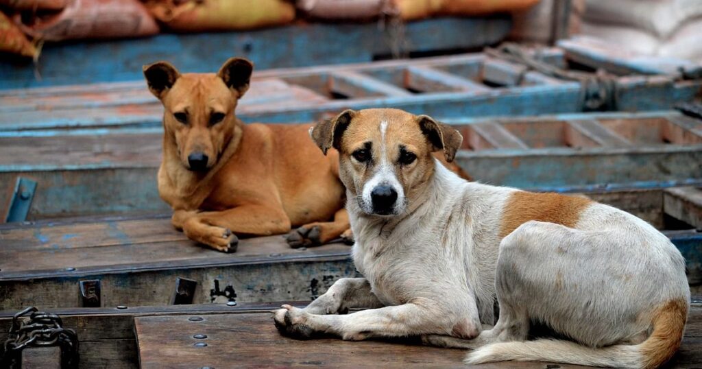 A variety of stray dog behaviors, including roaming, scavenging, and social interaction, captured in an urban environment.