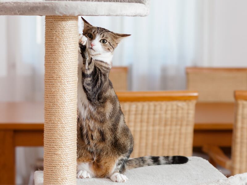 A cat resting on a scratching post, showcasing an alternative to declawing. Choosing humane methods like providing appropriate scratching outlets helps promote feline well-being.
