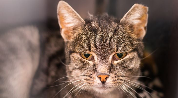  A close-up of a tabby cat's face, showing signs of FIV-positive infection such as lethargy and swollen lymph nodes.