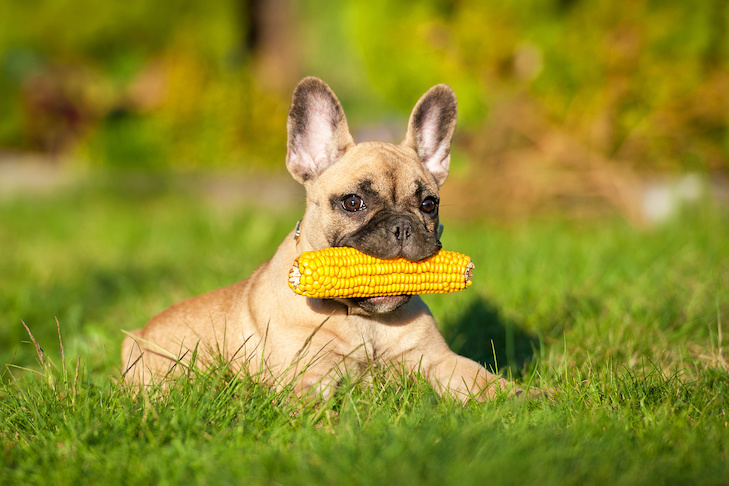 A dog happily munching on a corn cob, demonstrating the question "Can dogs eat corn?
