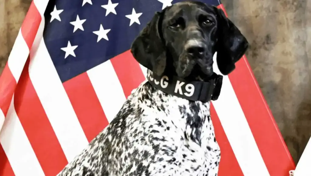  Buda, the courageous Coast Guard hero dog, stands proudly, embodying bravery and devotion. With a determined gaze, he symbolizes unwavering courage and the invaluable bond between humans and animals.
