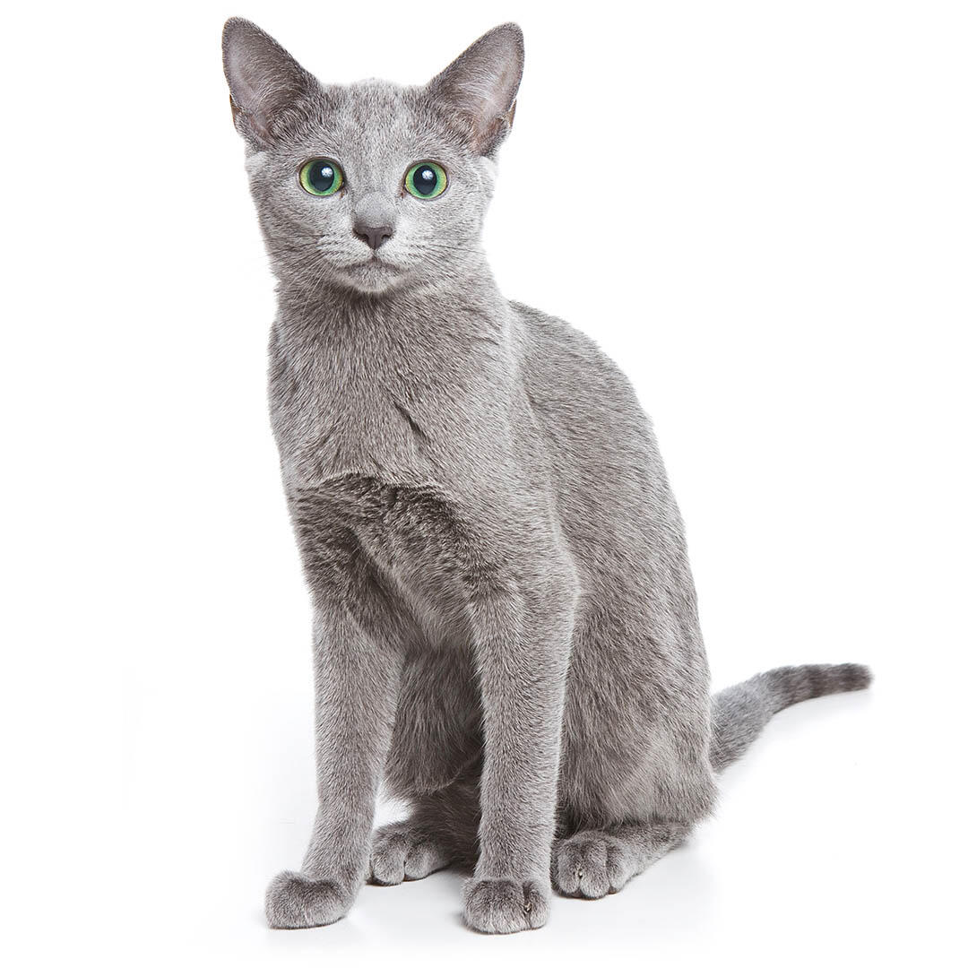 A stunning Russian Blue cat with bright green eyes, sitting gracefully with its plush silver-blue coat shining in the light.
