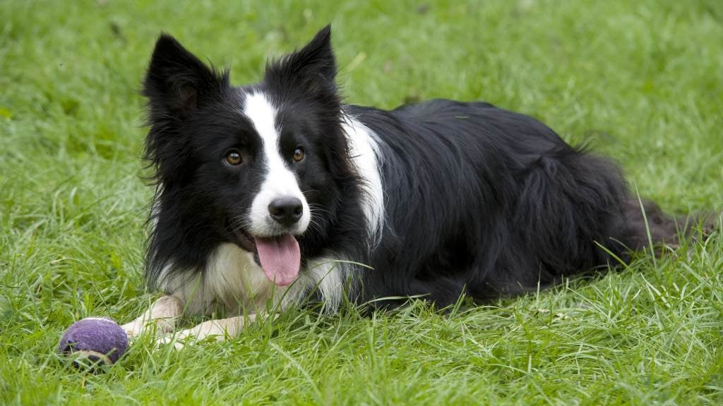 A Border Collie, renowned as one of the smartest dog breeds, gazes intently with intelligence and focus.