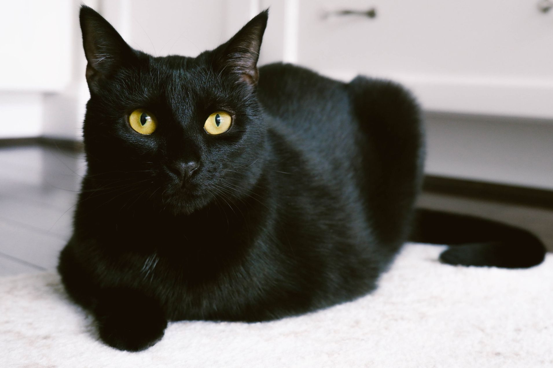 A sleek Bombay black cat with striking copper-colored eyes, exuding elegance and grace.