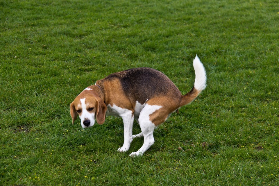 A dog happily running outdoors, emphasizing the importance of regular activity to maintain a healthy digestive system and prevent constipation.