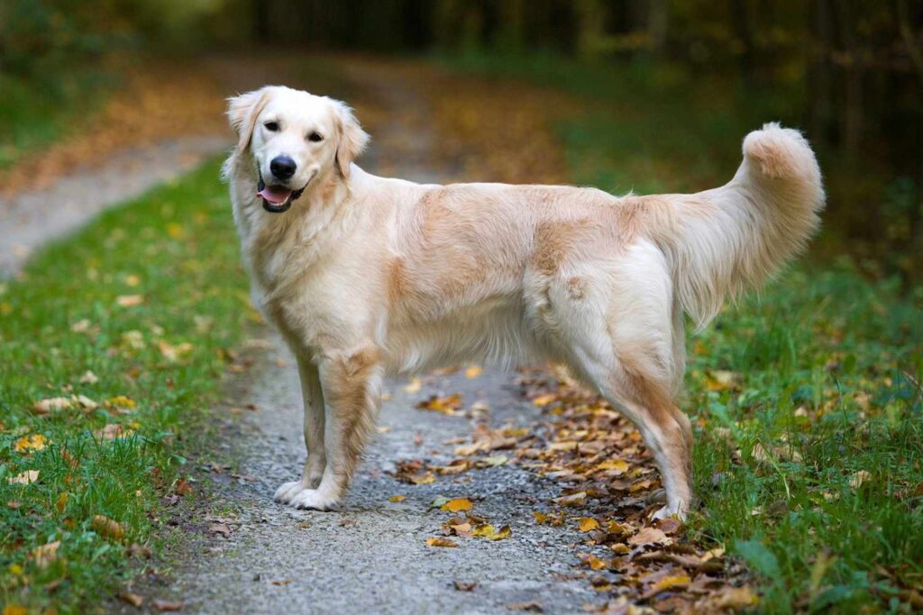 Golden Retriever: Among the top smartest dog breeds, known for their intelligence, loyalty, and friendly demeanor.