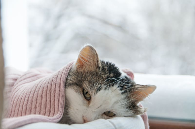 A close-up of a cat with watery eyes and a runny nose, indicative of cat cold symptoms.