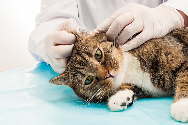 Cat ear infections: Veterinarian examining a cat's ear for signs of infection during a checkup, ensuring the feline's health and well-being.