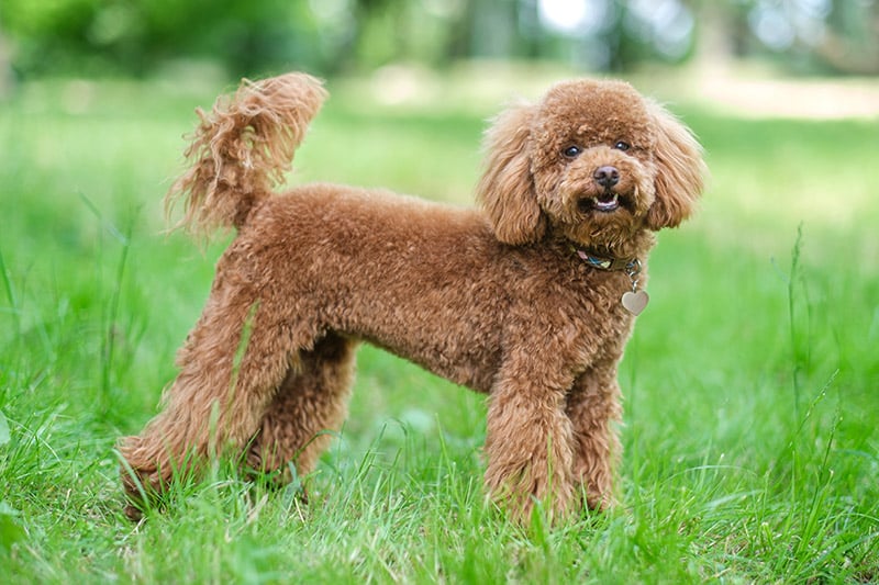 An image showcasing the intelligence and versatility of Poodles, one of the smartest dog breeds, as they engage in agility training.