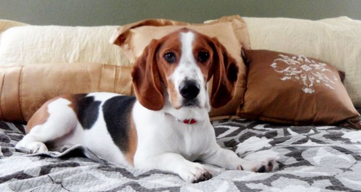 A Bagle, a mix of Beagle and Basset Hound, standing on grass, displaying the characteristic droopy ears and playful expression of both breeds.