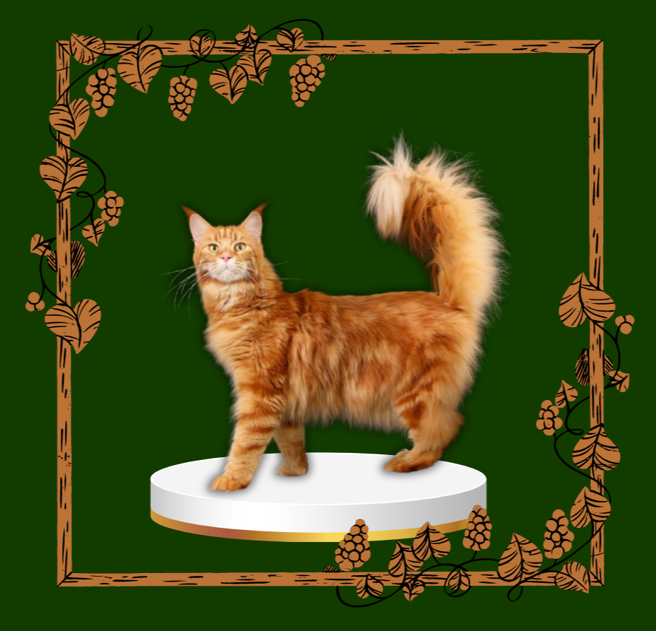 A majestic Maine Coon cat with a beautiful orange tabby coat, sitting gracefully and looking regal, showcasing the breed's impressive size and striking appearance.
