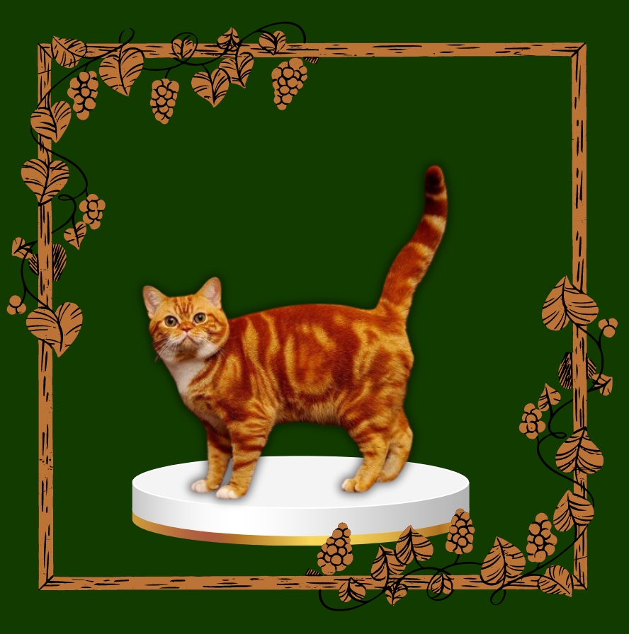 An American Shorthair cat with orange tabby fur, sitting gracefully and looking into the distance, showcasing the breed's classic appearance and charming personality.