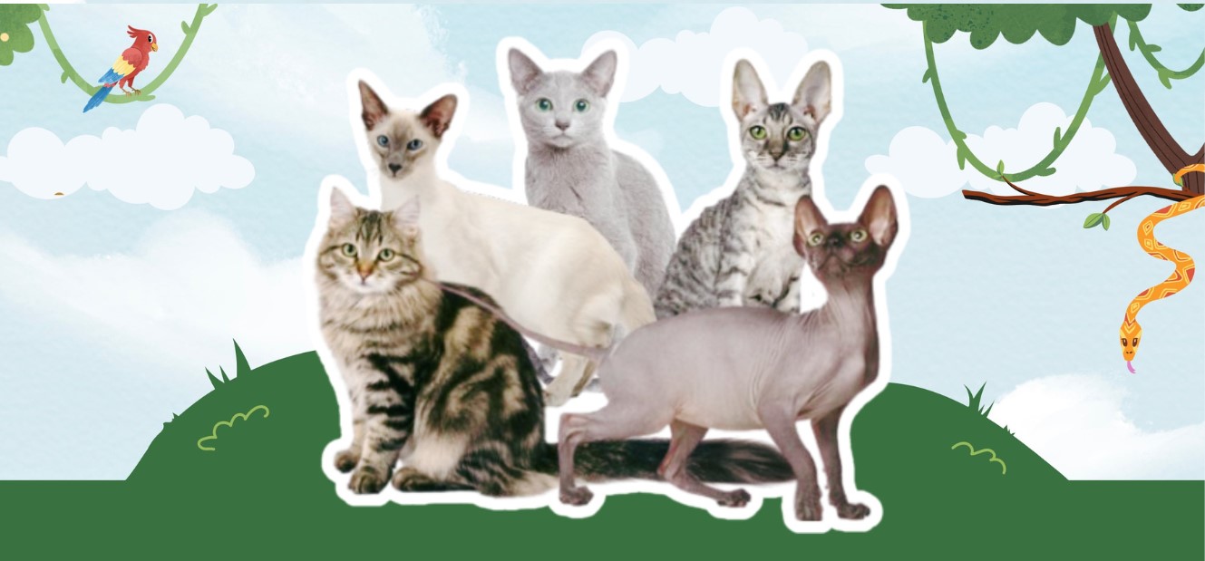Hypoallergenic Cats for People with Allergies