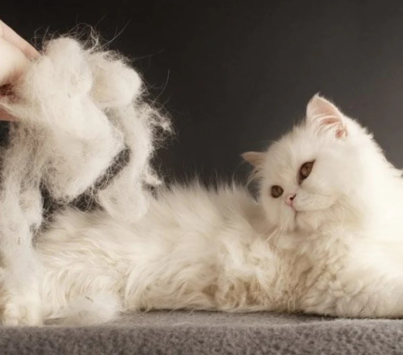 Taming the Feline Fuzz: A Playful Guide to Cat Hair Control