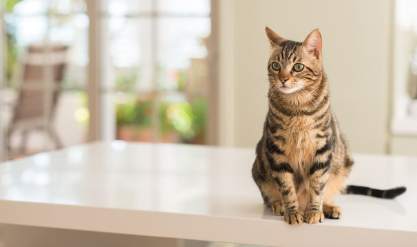 Cat Table Manners: Teaching Your Feline Friend to Stay Grounded