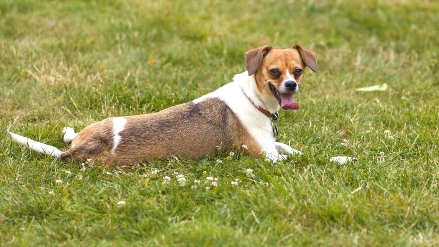A small, brown and white Cheagle (Beagle/Chihuahua mix) sitting on grass, looking alert with its ears up.