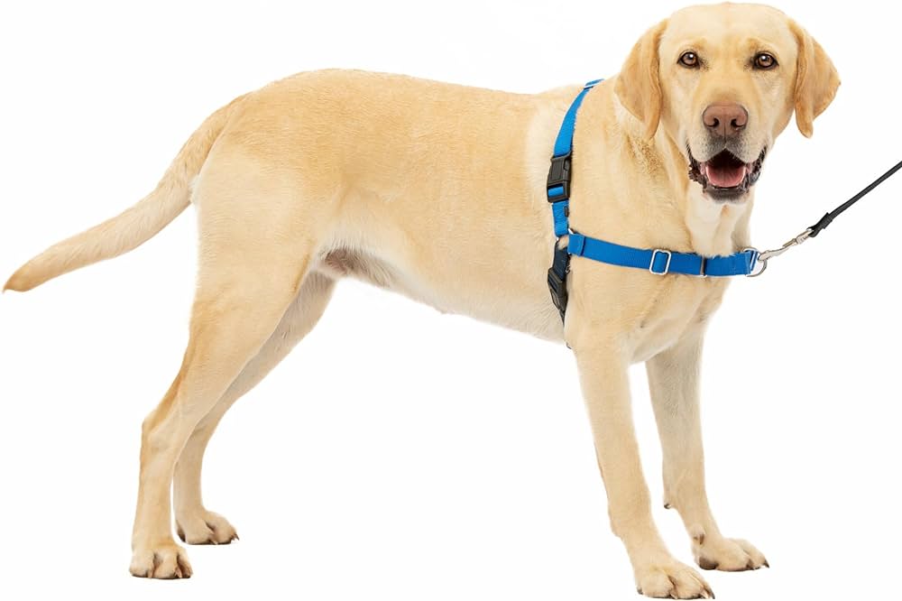 Mastering the Easy Walk Harness: A Step-by-Step Guide for a Happier Dog Walk