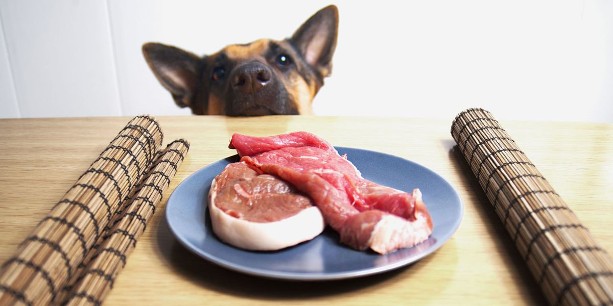 Can Dogs Eat Raw Meat? A Vet’s Perspective