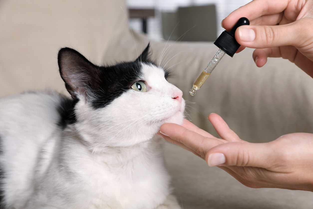 Purr-fectly Easy Ways to Administer Medicine to Your Cat