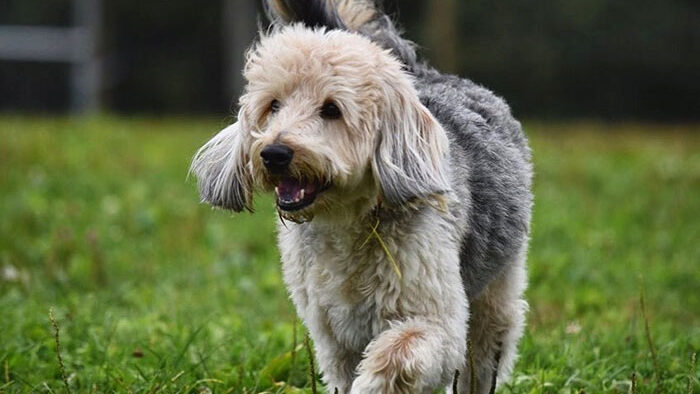 A medium-sized dog with a wavy, curly coat, the Poogle is a mix of Beagle and Poodle breeds.
