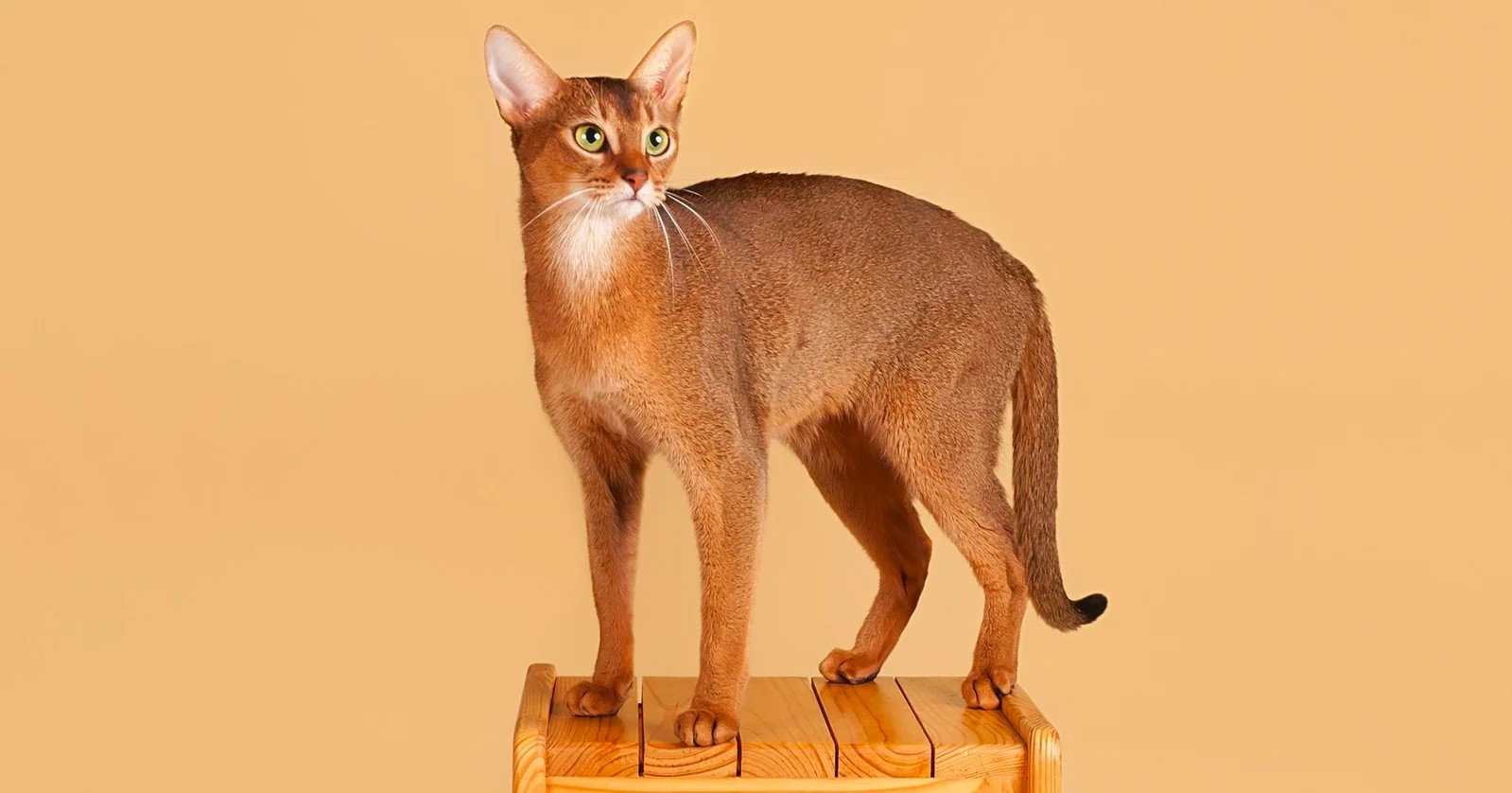 10 Orange Cat Breeds: A Burst of Sunshine in Feline Form