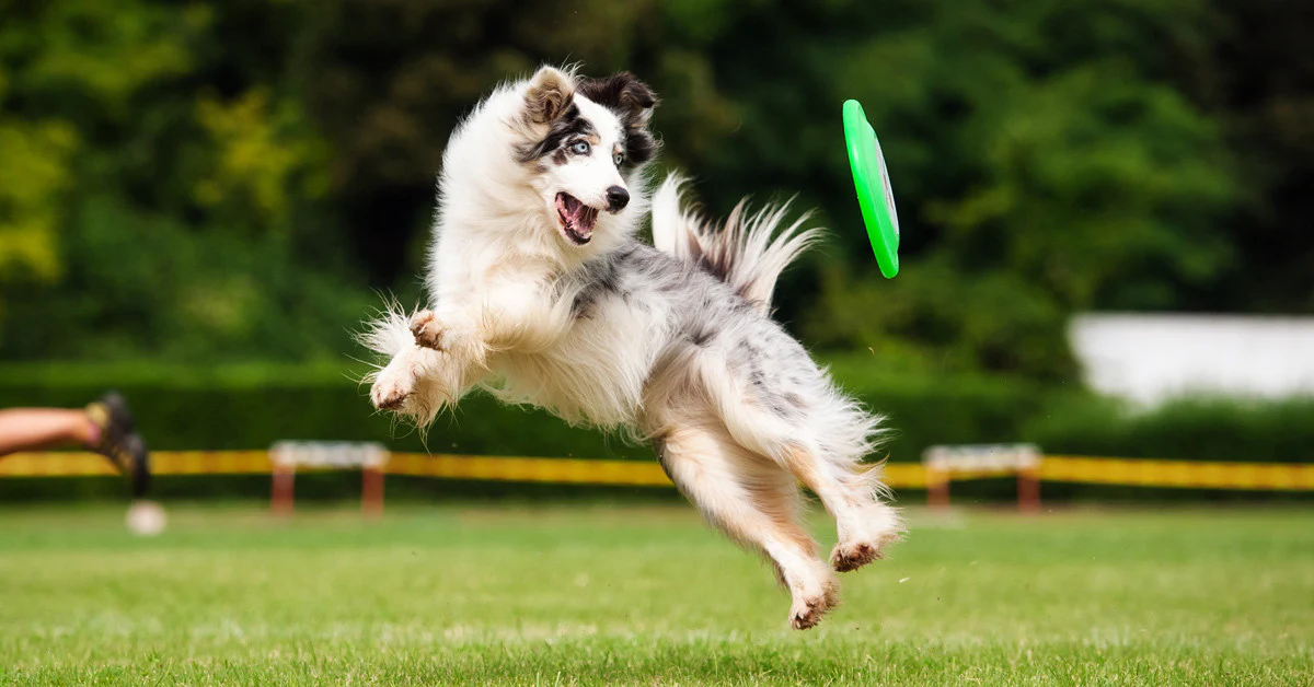 The Ultimate Frisbee Dog Guide: Best Breeds for Fun and Fetch