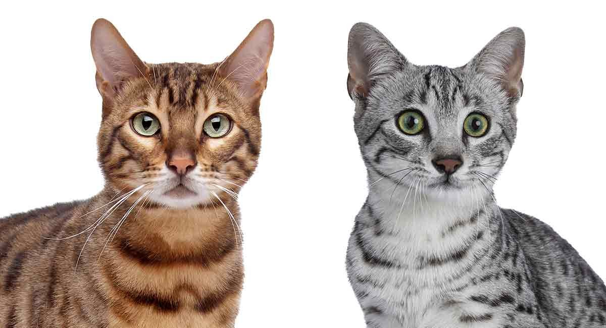 Egyptian Mau: A Regal Companion for the Discerning Cat Fancier