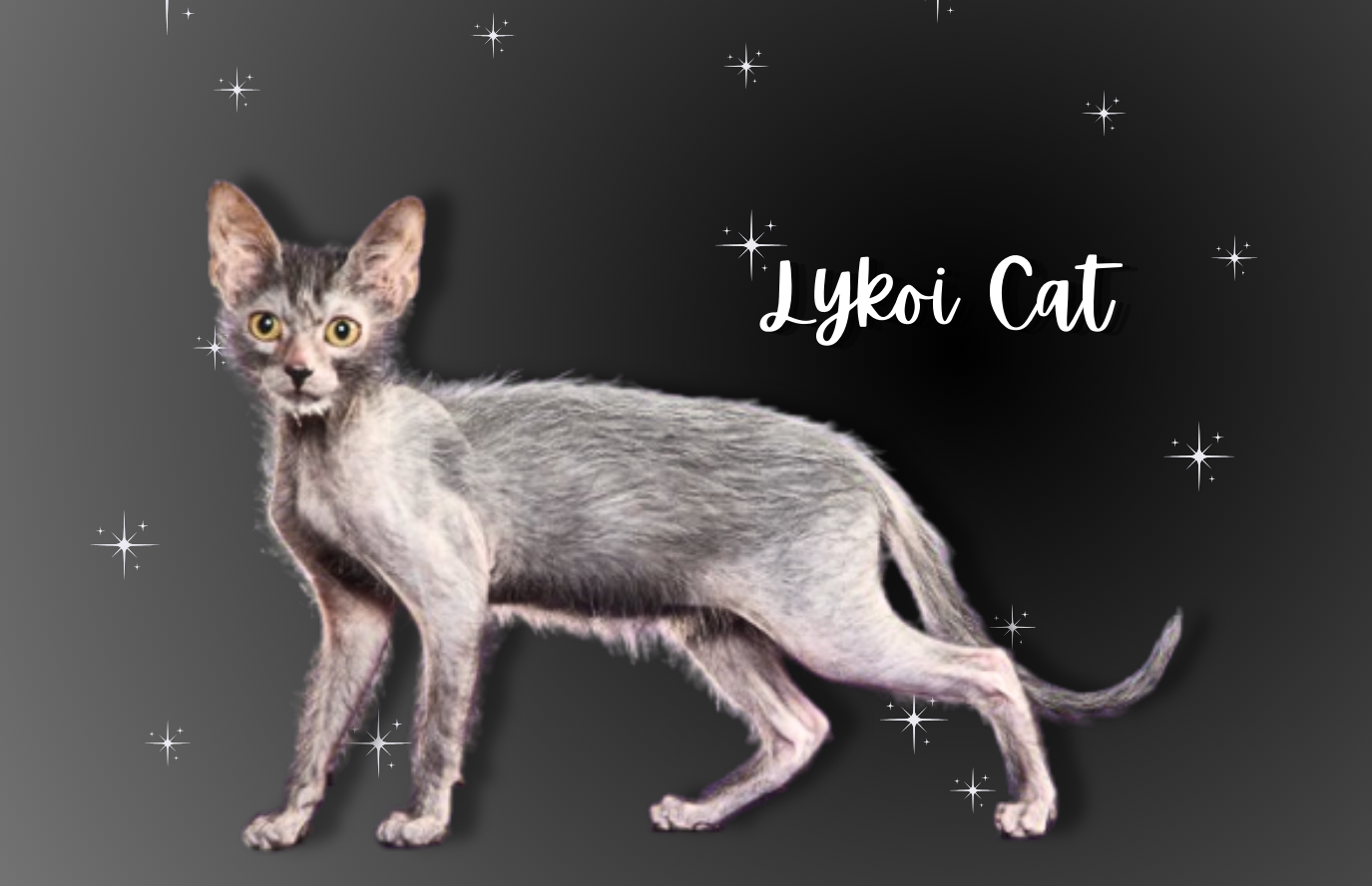 Lykoi Cats: Exploring the World of the ‘Werewolf Cats’