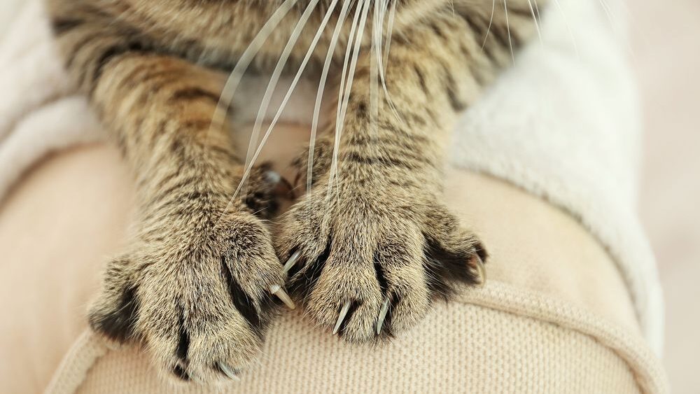 A close-up of a cat's front paws gently pressing and kneading a soft blanket, a behavior known as cat kneading.