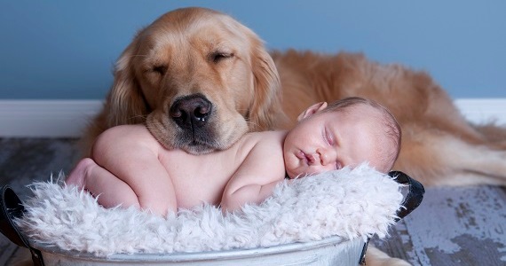 Why Do Dogs Love Babies? Understanding the Special Bond