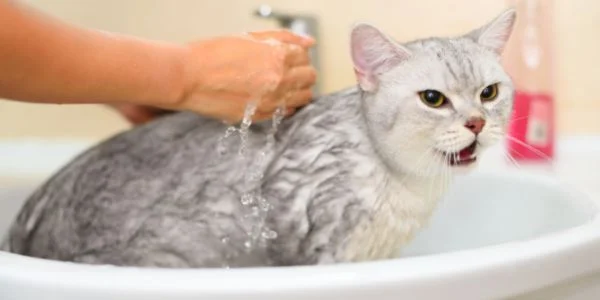 Do Cats Need Baths? Debunking Feline Hygiene Myths