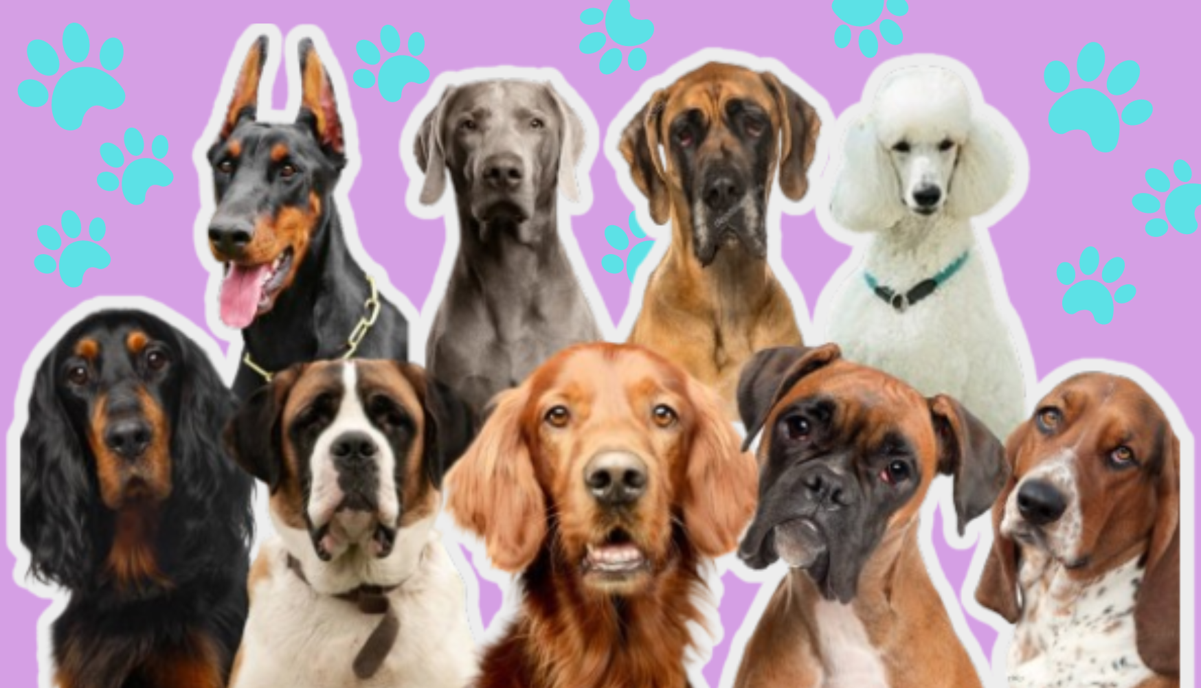 10 Dog Breeds Prone to Bloat
