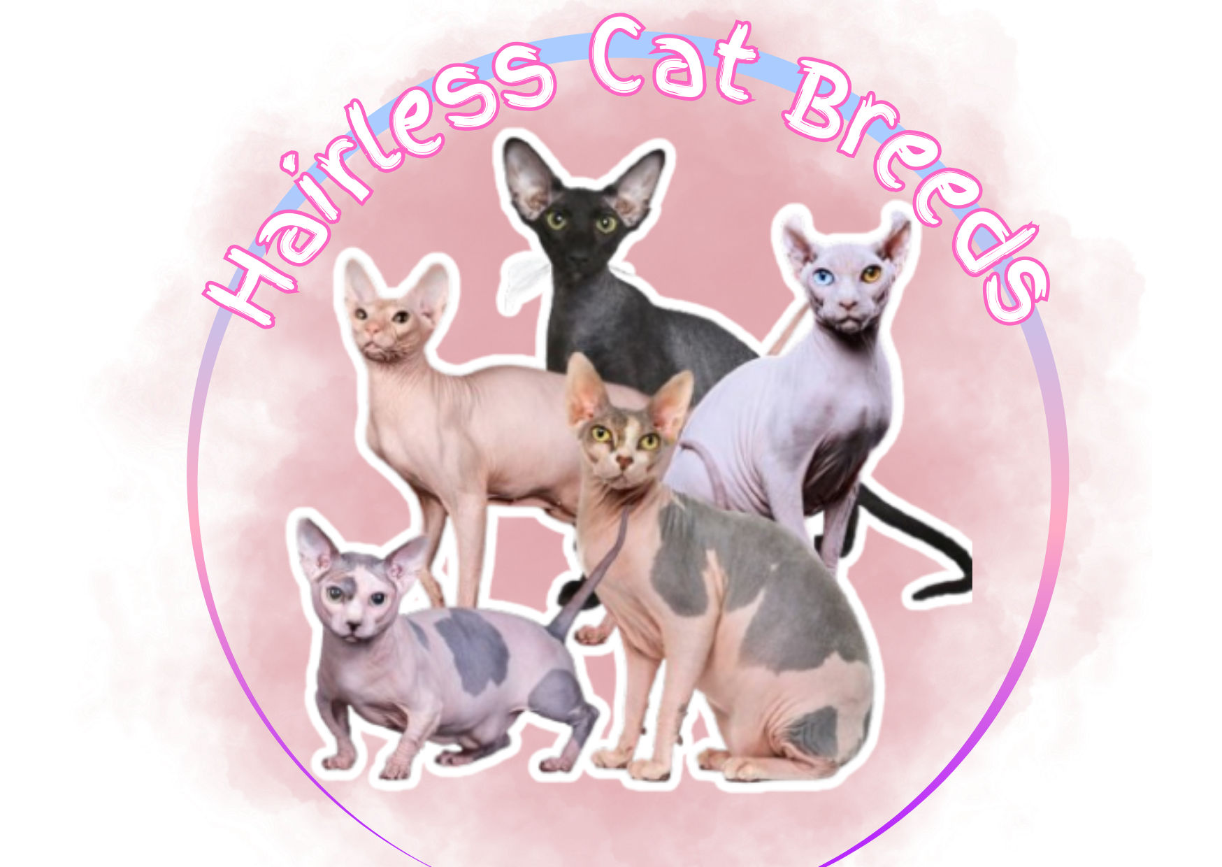 Meet the Hairless Cat Breeds Perfect for Your Next Beautiful Friend