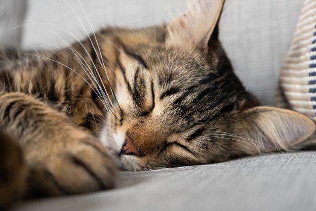 Cat Nap Chronicles: Where Do Cats Prefer to Sleep?