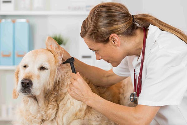 Tackling Dry Skin on Your Dog’s Ears