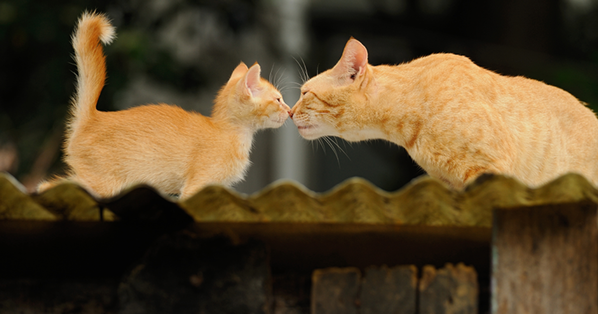 Feline Copycats: How Cats Learn from Each Other