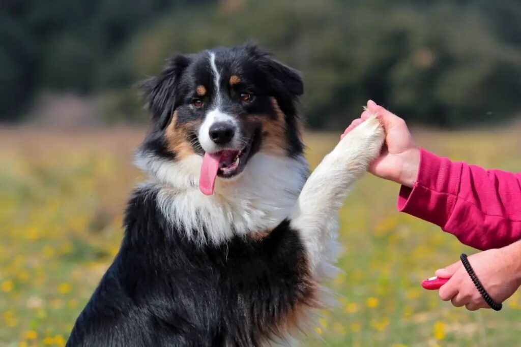 Dog giving paw to human.