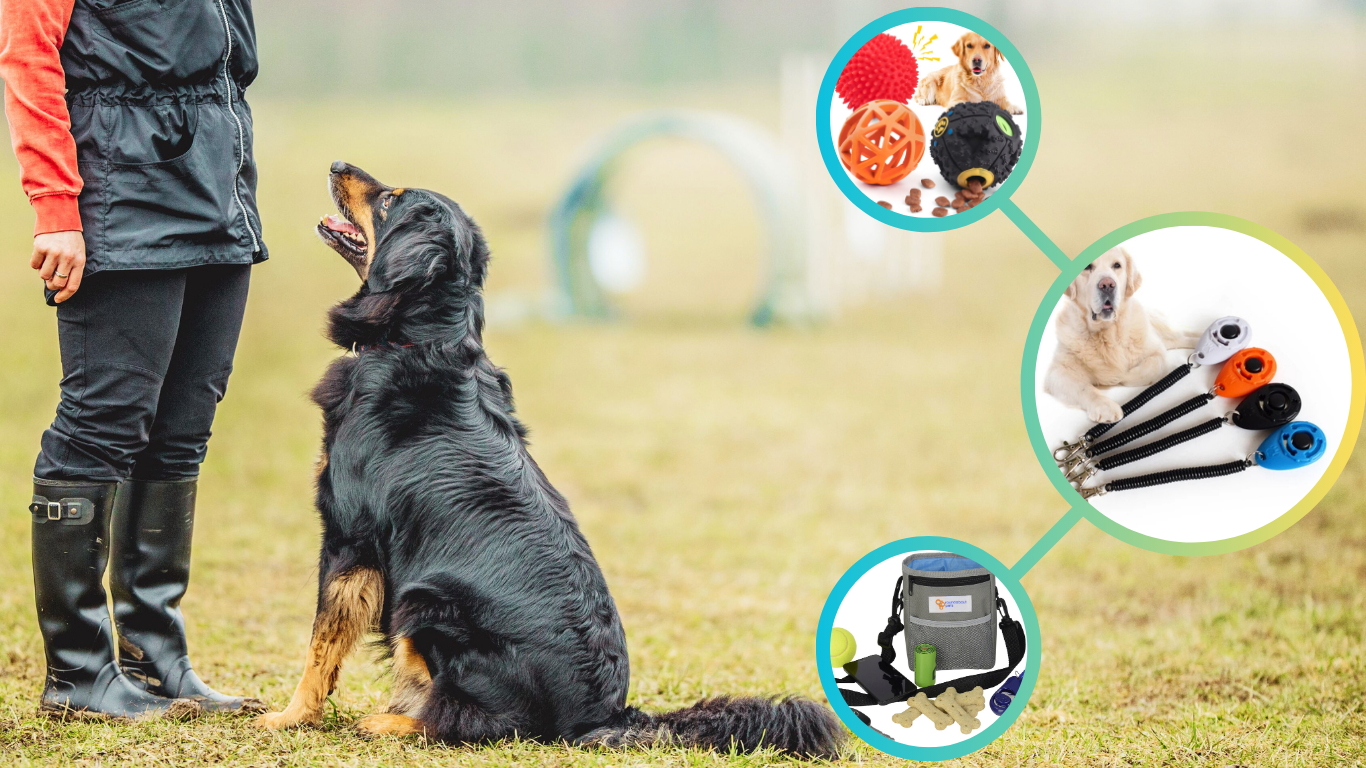 9 Essential Dog-Training Supplies Every Owner Needs