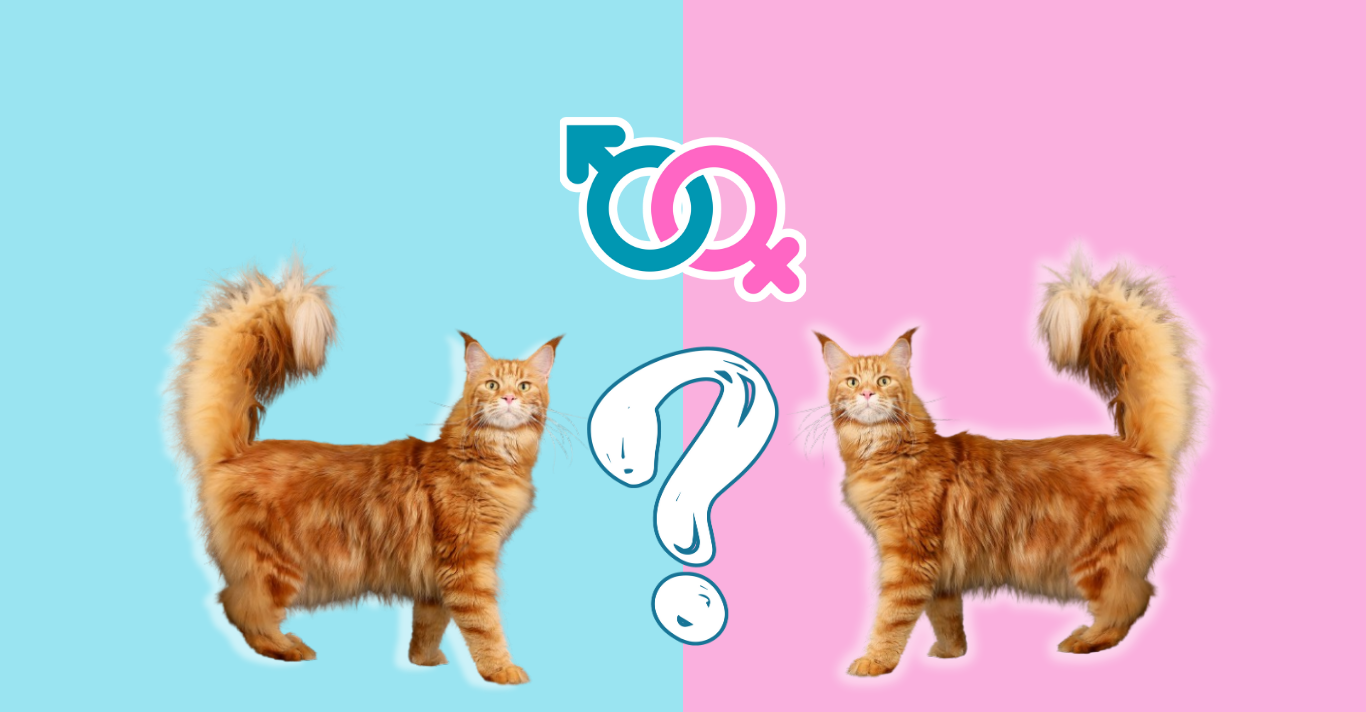 How to Determine Your Cat’s Gender: A Comprehensive Guide