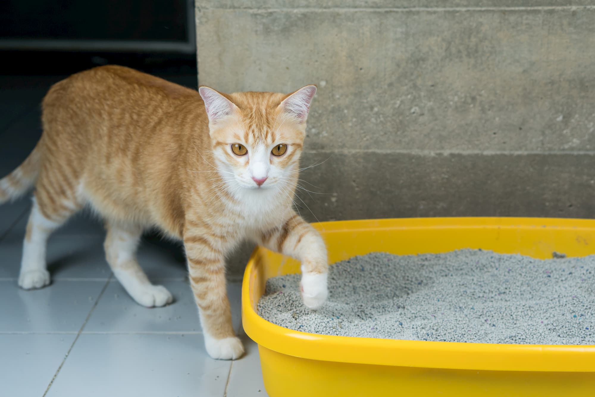 How to Help Your Cat Love Their Litter Box: Tips for a Happy Kitty