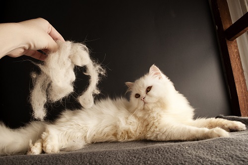 Common Reasons Your Cat is Losing Weight and Hair