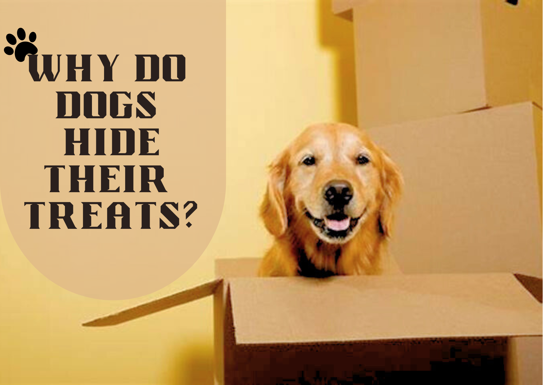 Why Do Dogs Hide Their Treats? Understanding Common Reasons